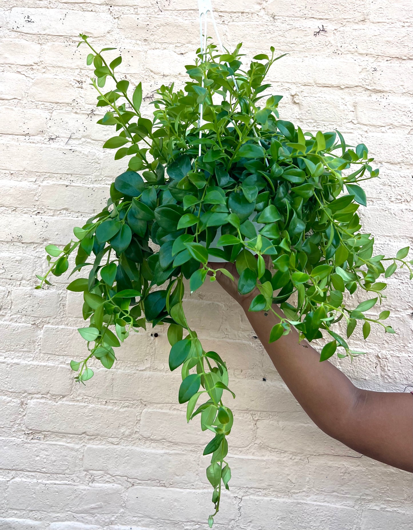 Aeschynanthus radicans 'Lipstick Plant'