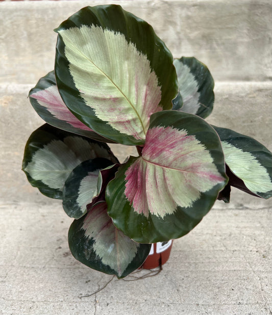 Calathea roseopicta