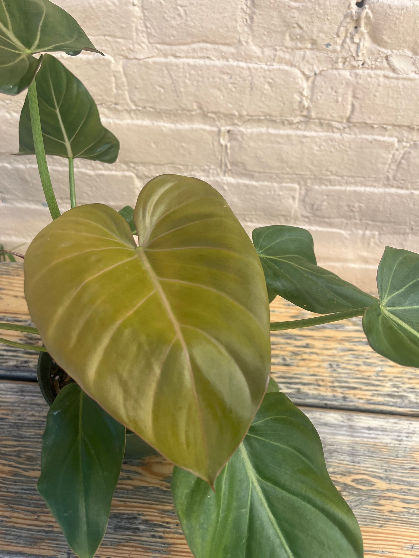 Philodendron Summer Glory