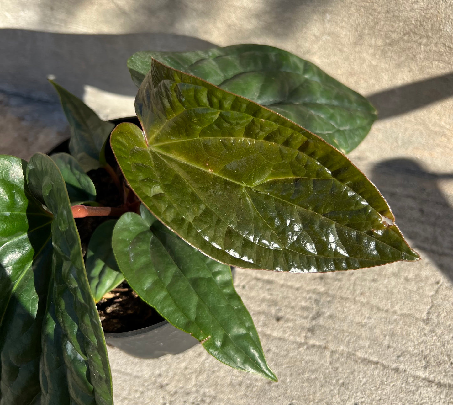 Anthurium Radicans x Luxurians