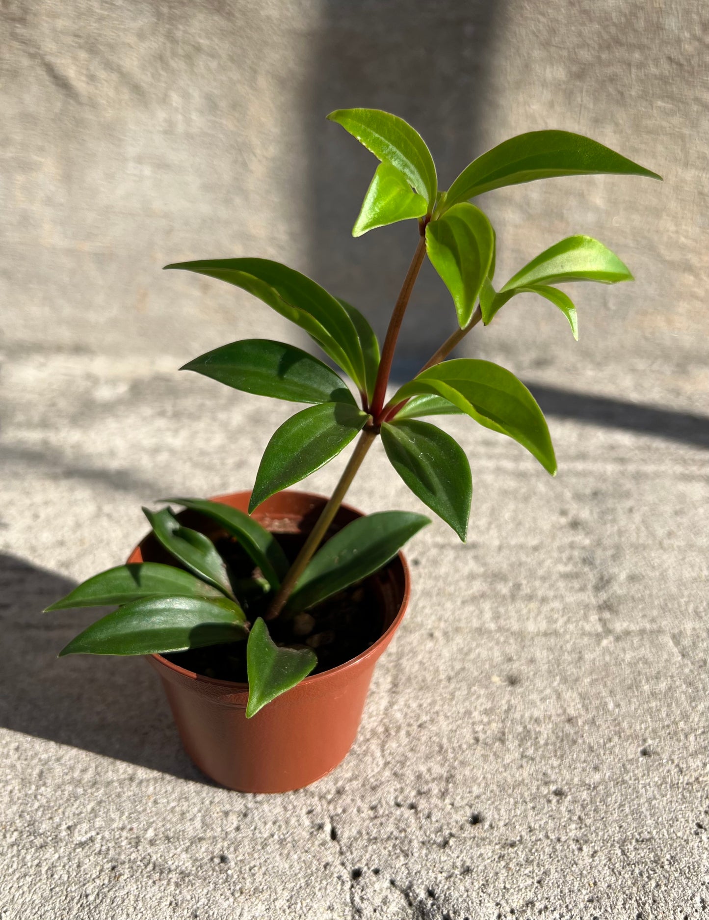 Peperomia Zigzag