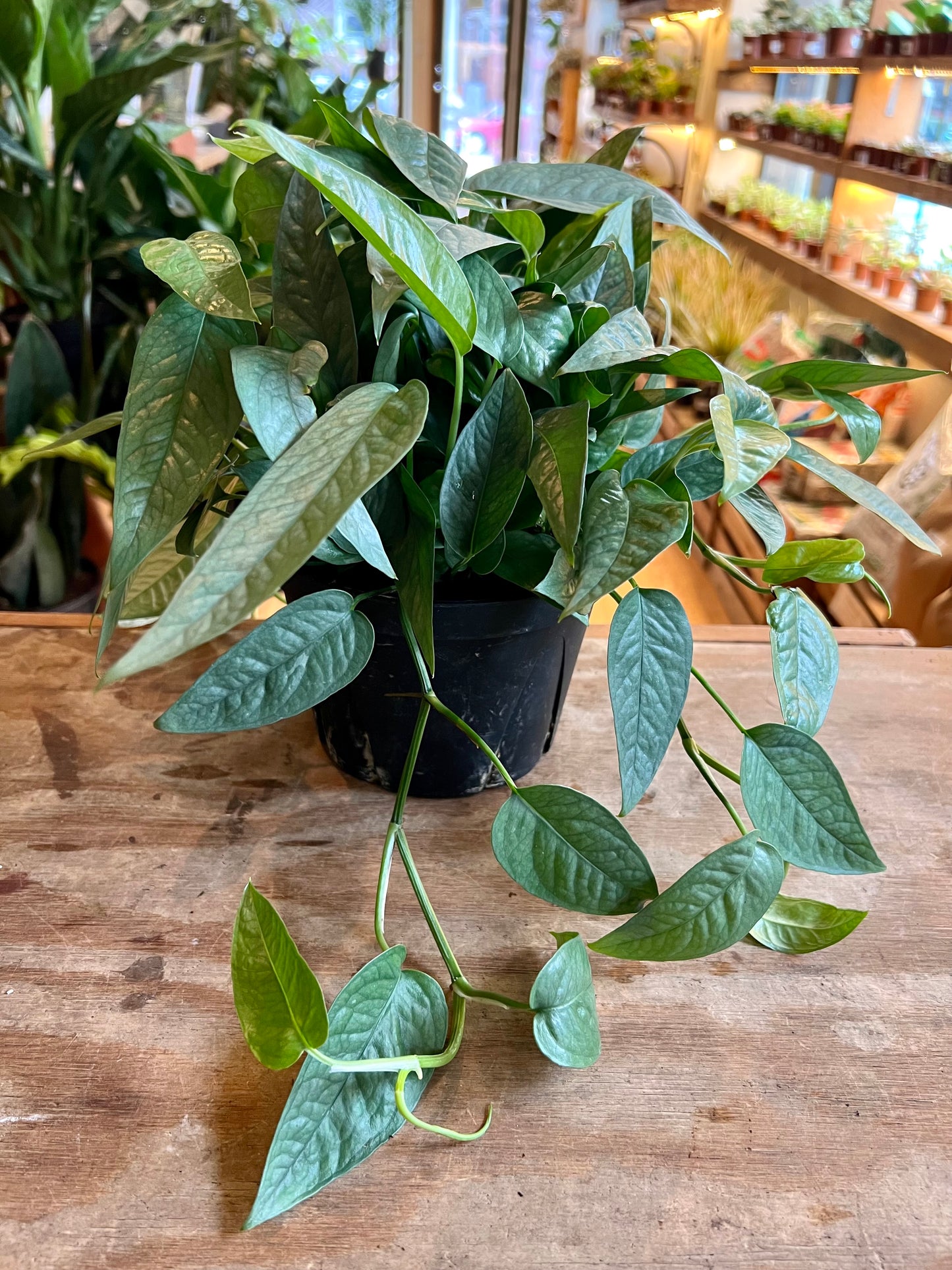 Pothos 'Cebu Blue'