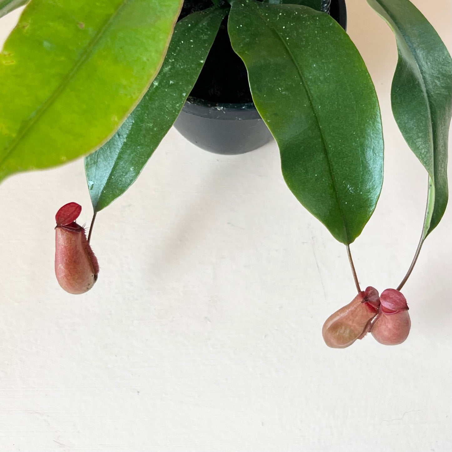 Nepenthes 'Pitcher Plant'
