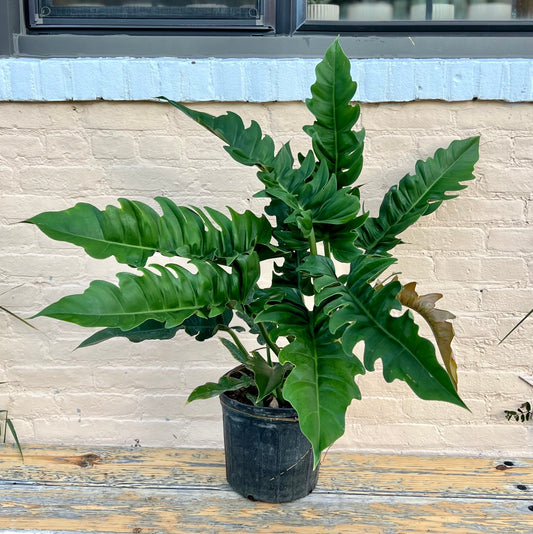 Philodendron Jungle Boogie