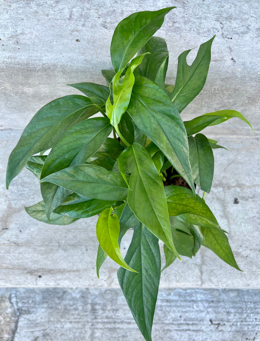 Epipremnum pinnatum 'Baltic Blue Pothos'