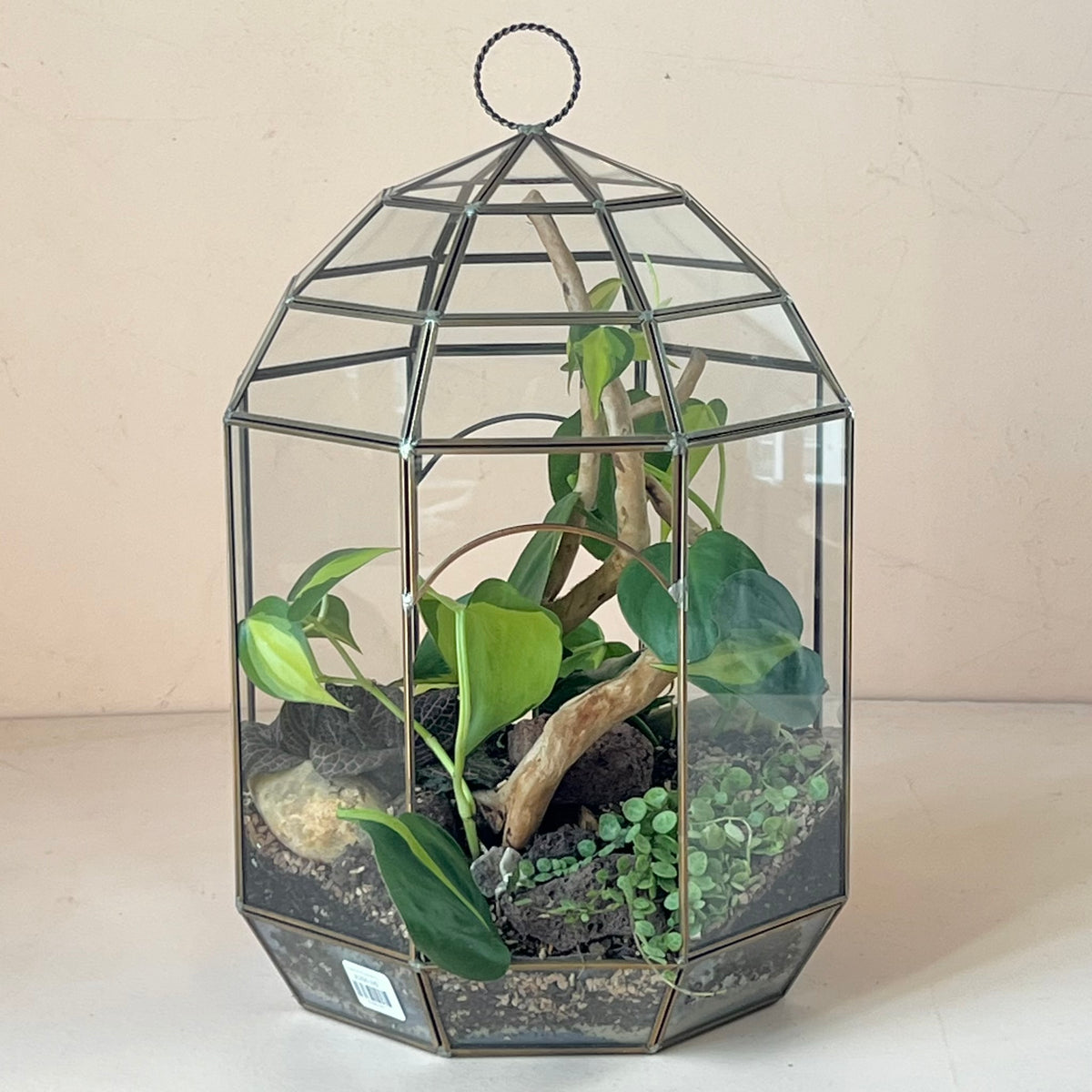 Tropical Planted Solarium Glass Terrarium