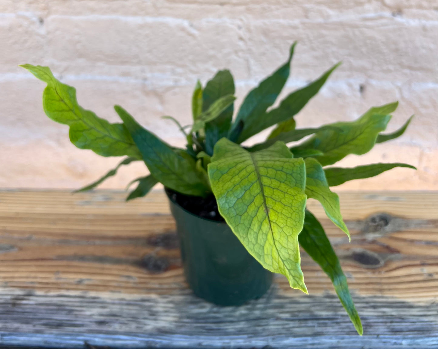 Microsorum musifolium 'Crocodile Fern'