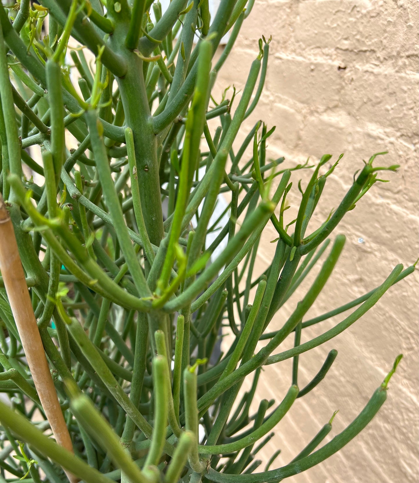 Euphorbia tirucalli 'Pencil Cactus'
