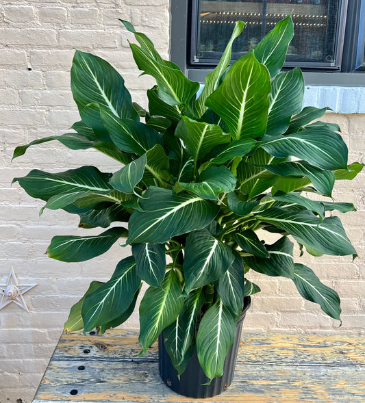 Dieffenbachia 'Sterling'