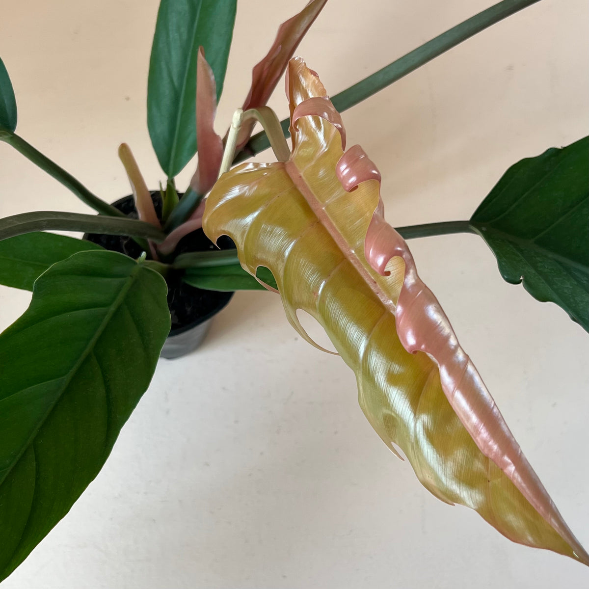 Philodendron 'Choco Empress'