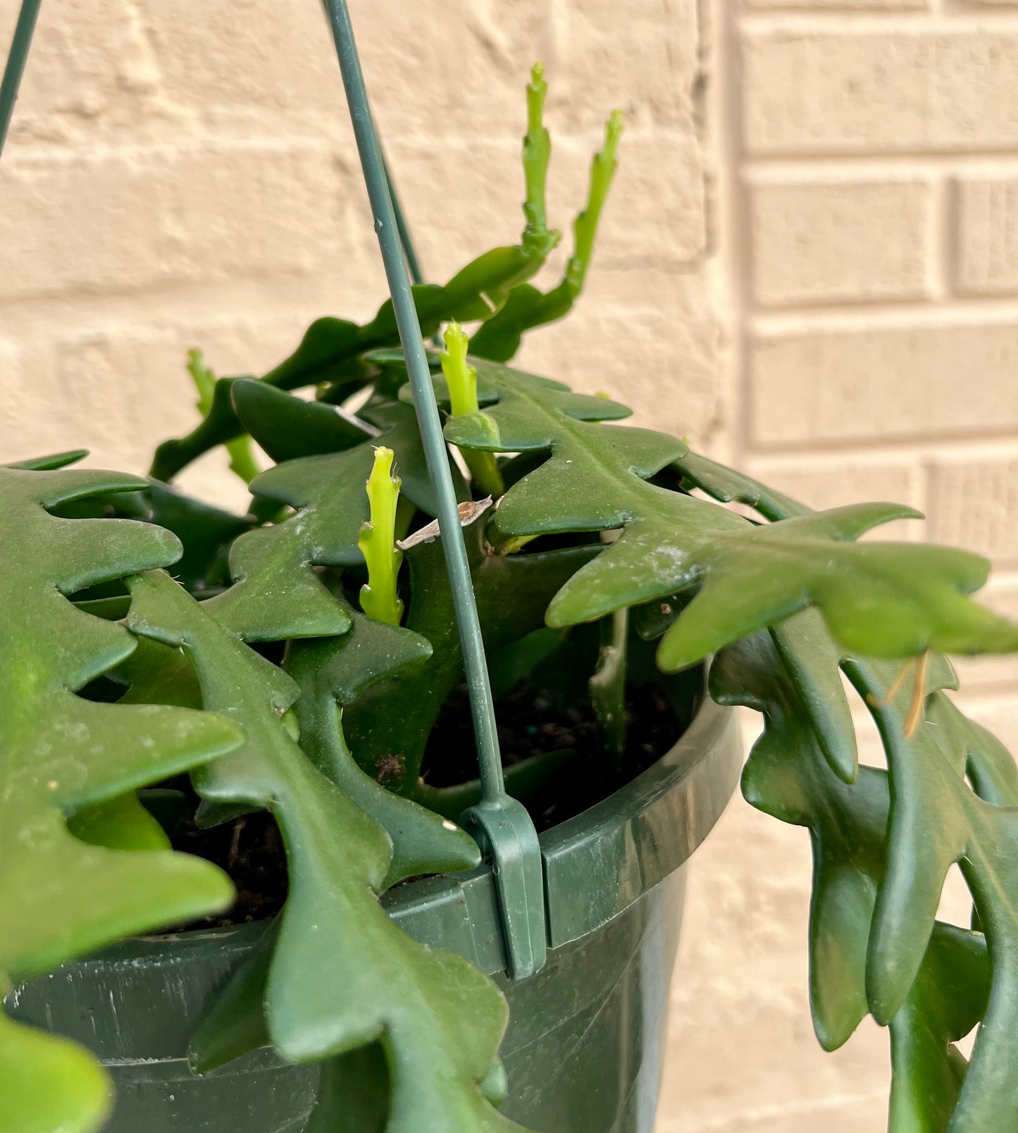 Epiphyllum anguliger 'Ric Rac/Fishbone Cactus'