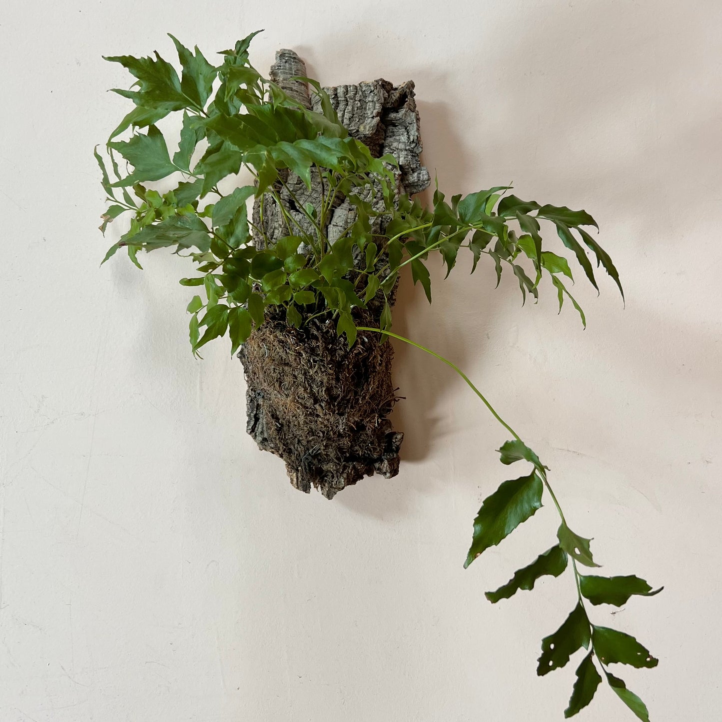 Mounted Cyrtomium falcatum 'Holly Fern'