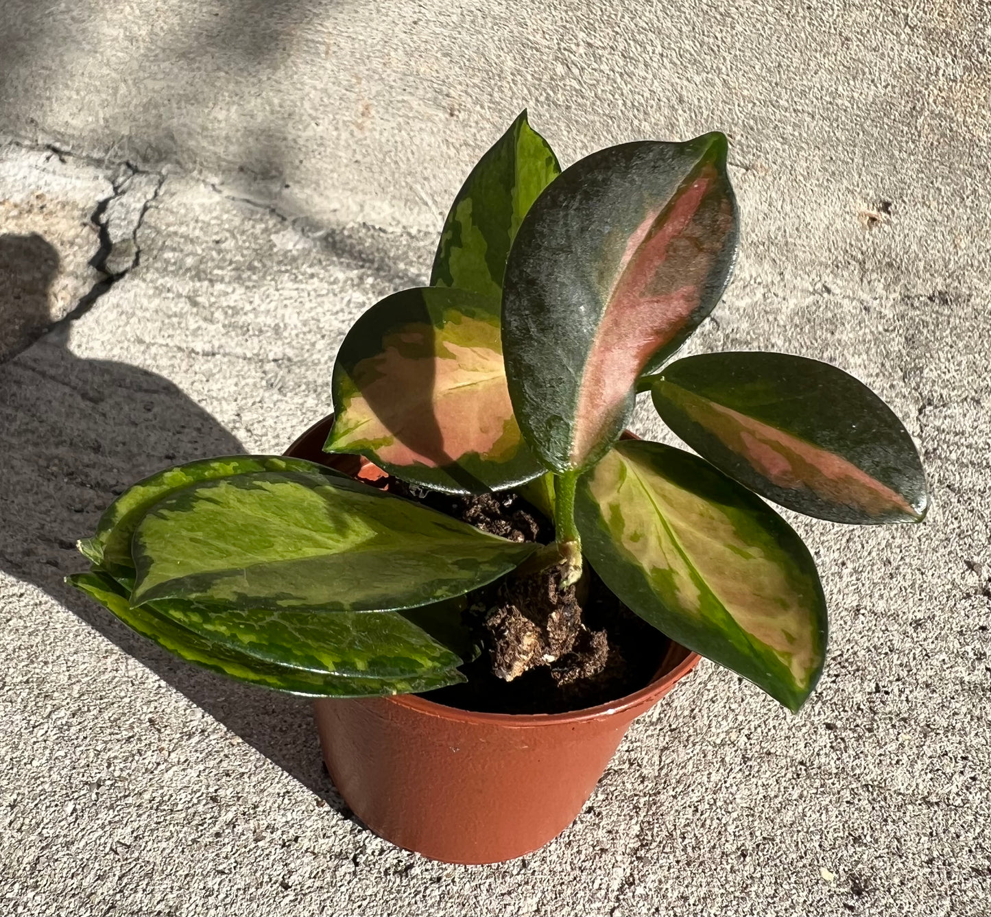 Hoya carnosa 'Tricolor'