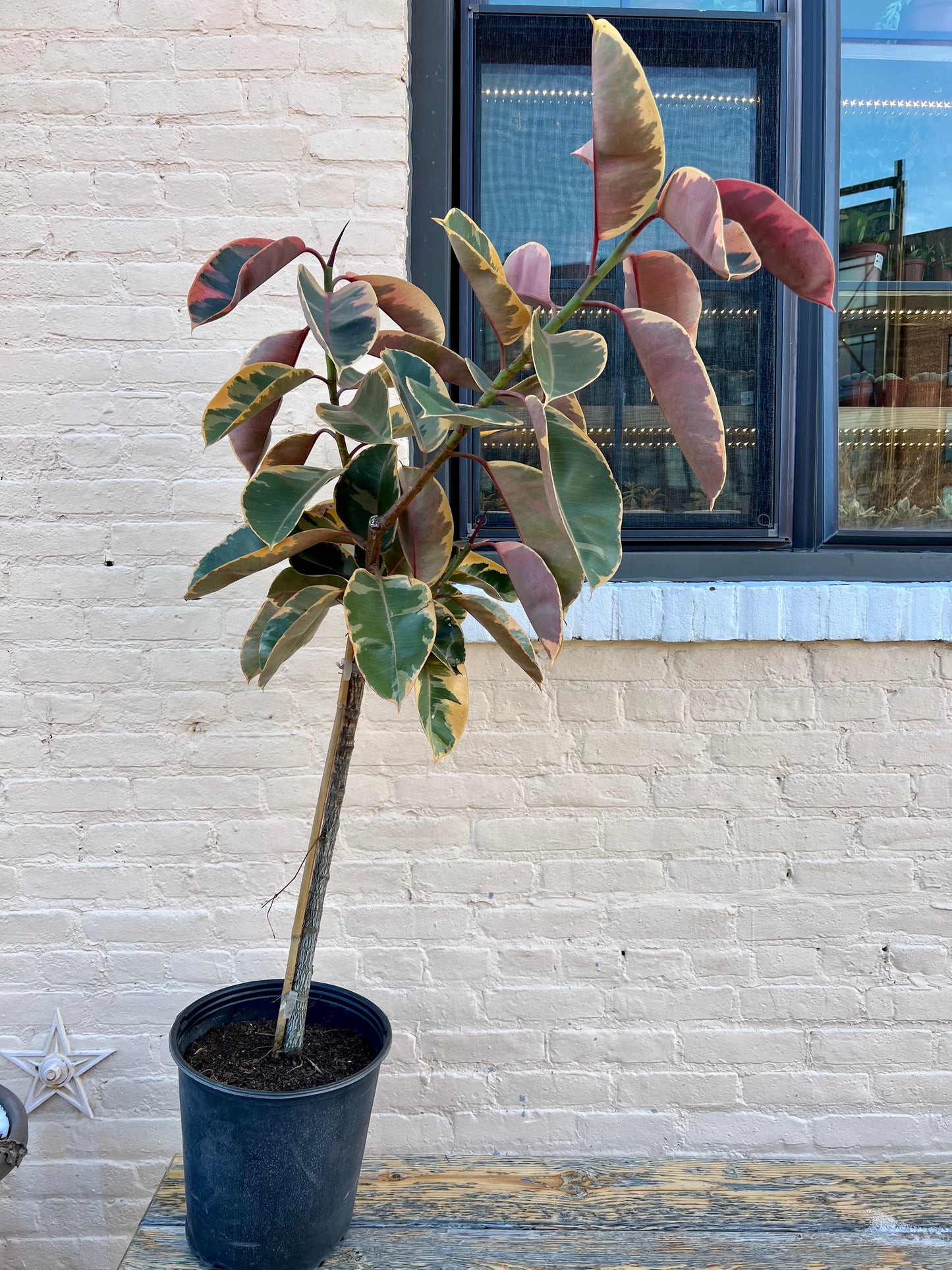 Ficus elastica 'Ruby'