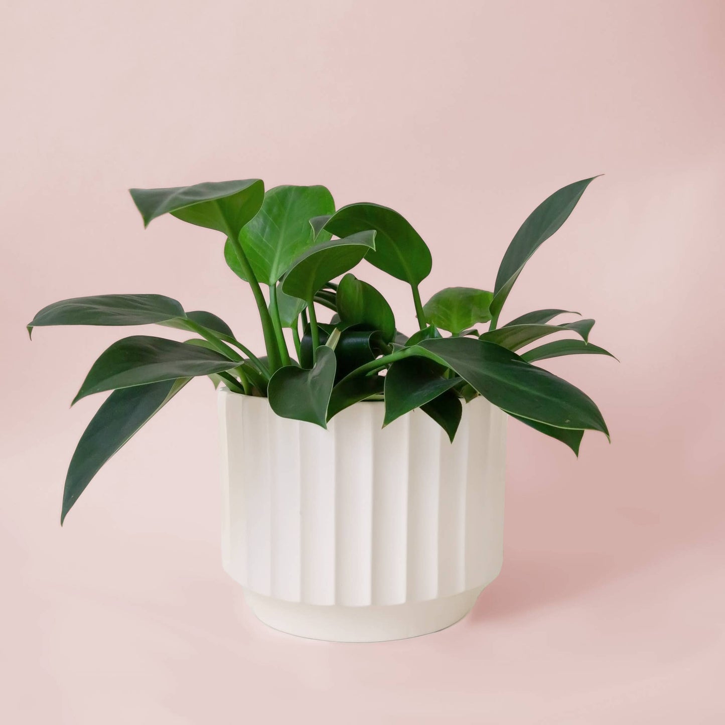 Monroe Planter | 8 inch