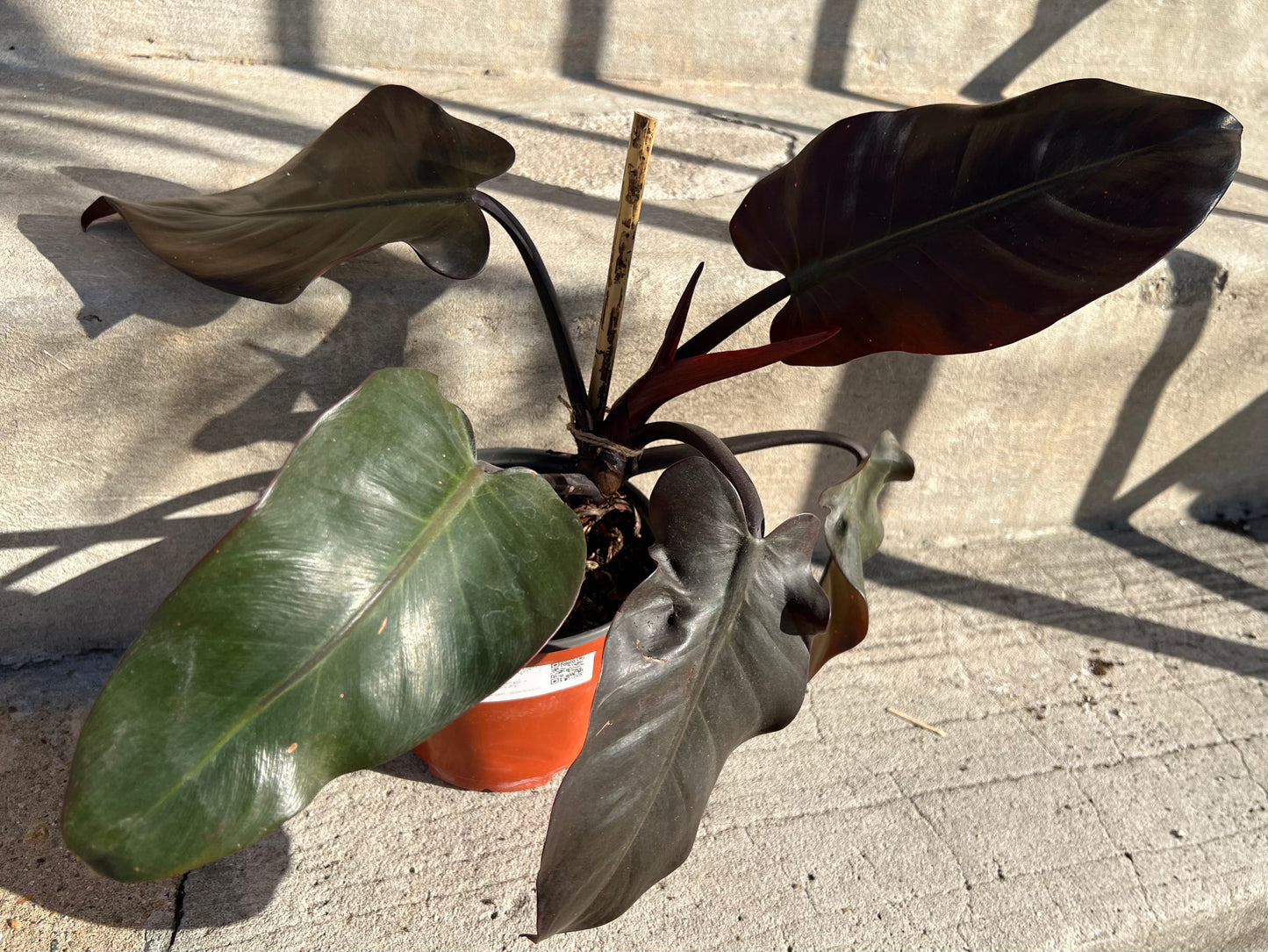 Philodendron Red Congo