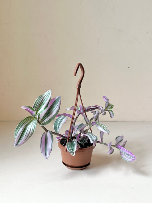 Tradescantia albiflora 'Nanouk'