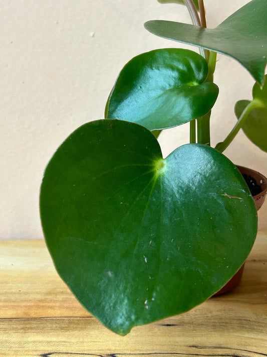 Peperomia polybotraya 'Raindrop'