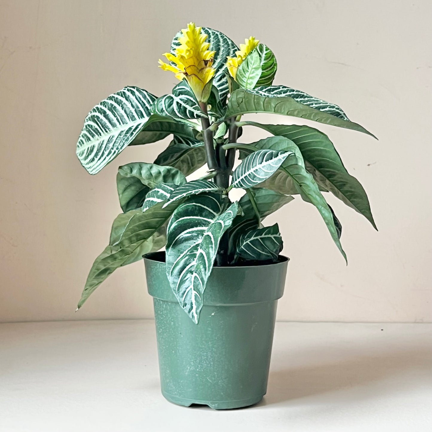Aphelandra 'Zebra Plant'