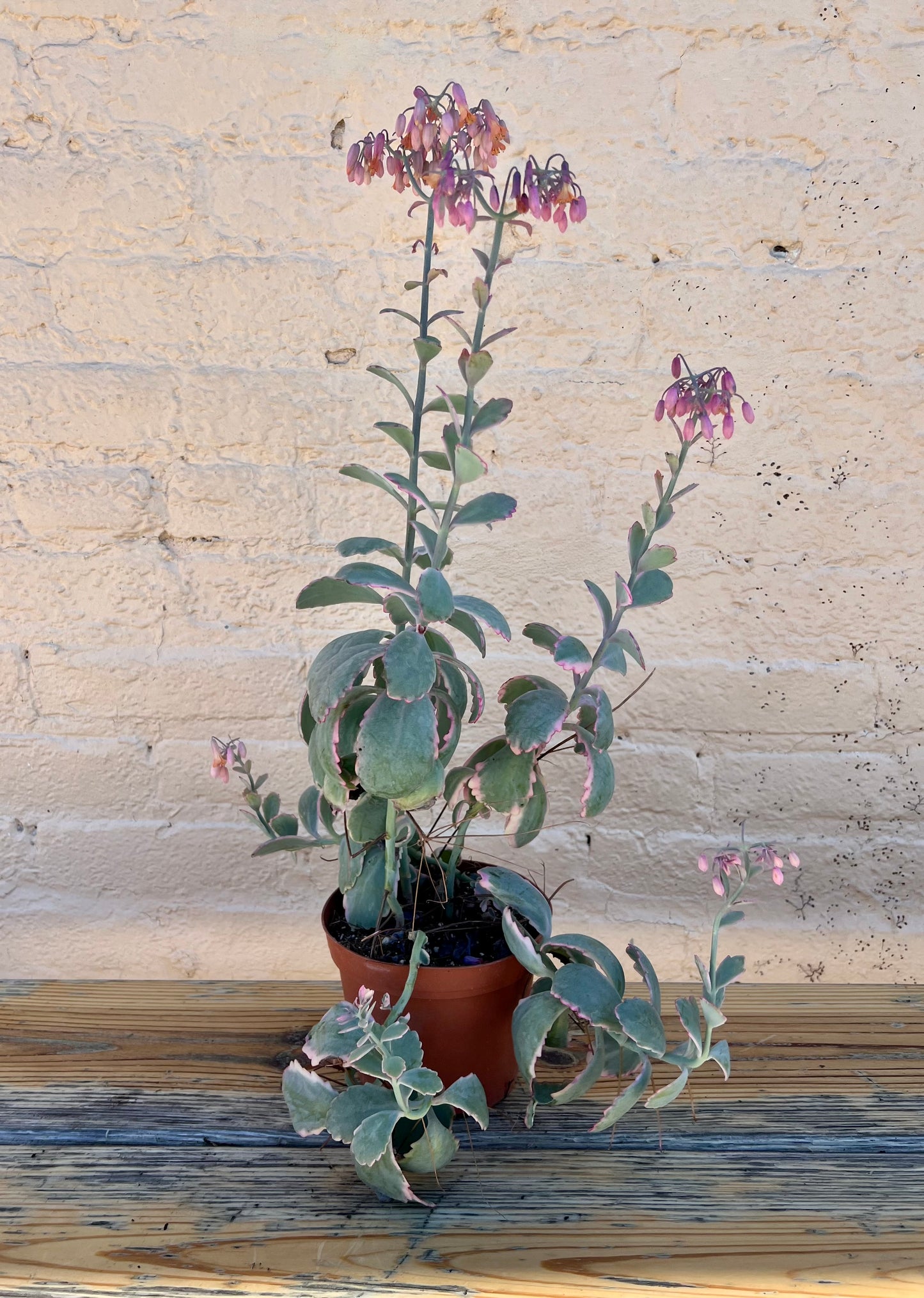 Kalanchoe fedtschenkoi