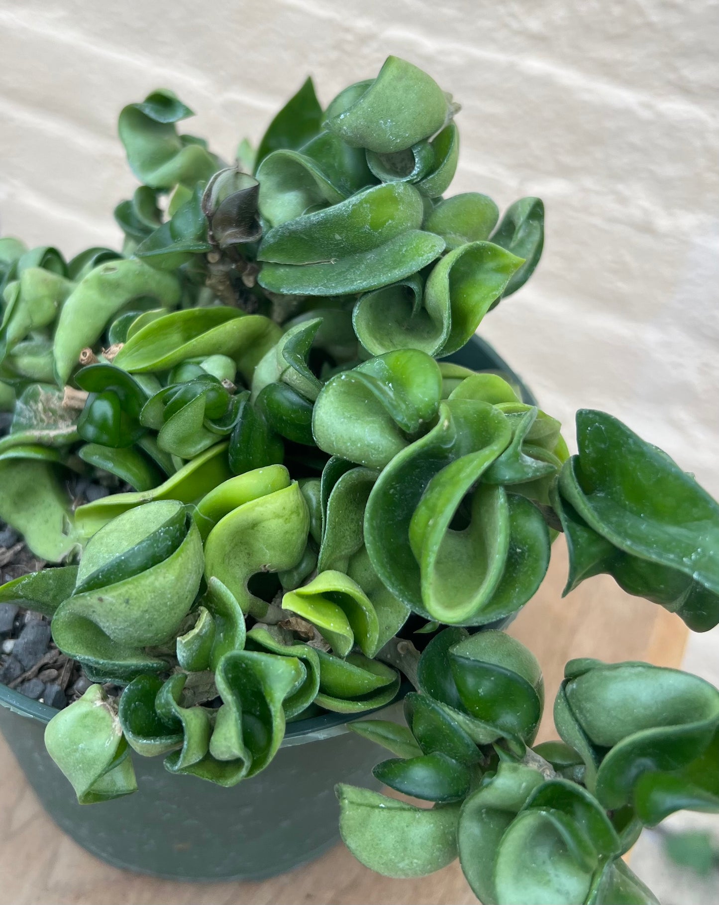 Hoya carnosa compacta "Rope Hoya"