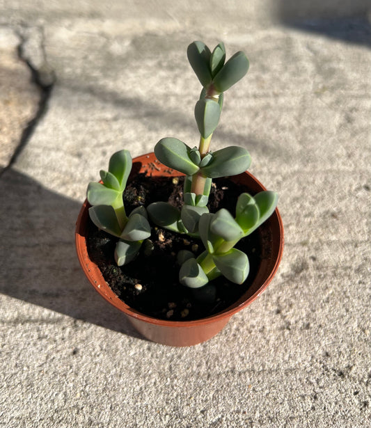 Delosperma lehmannii