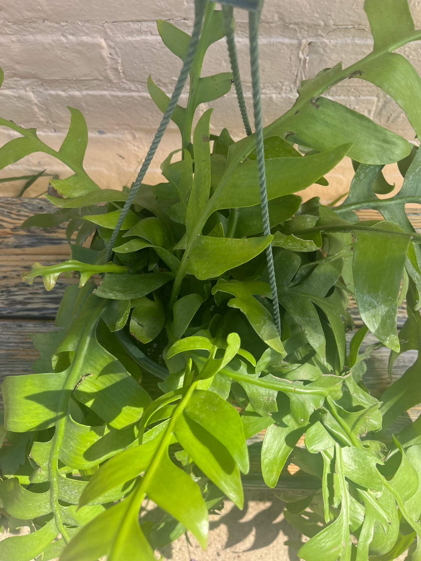 Selenicereus chrysocardium "Fern Leaf Cacti"