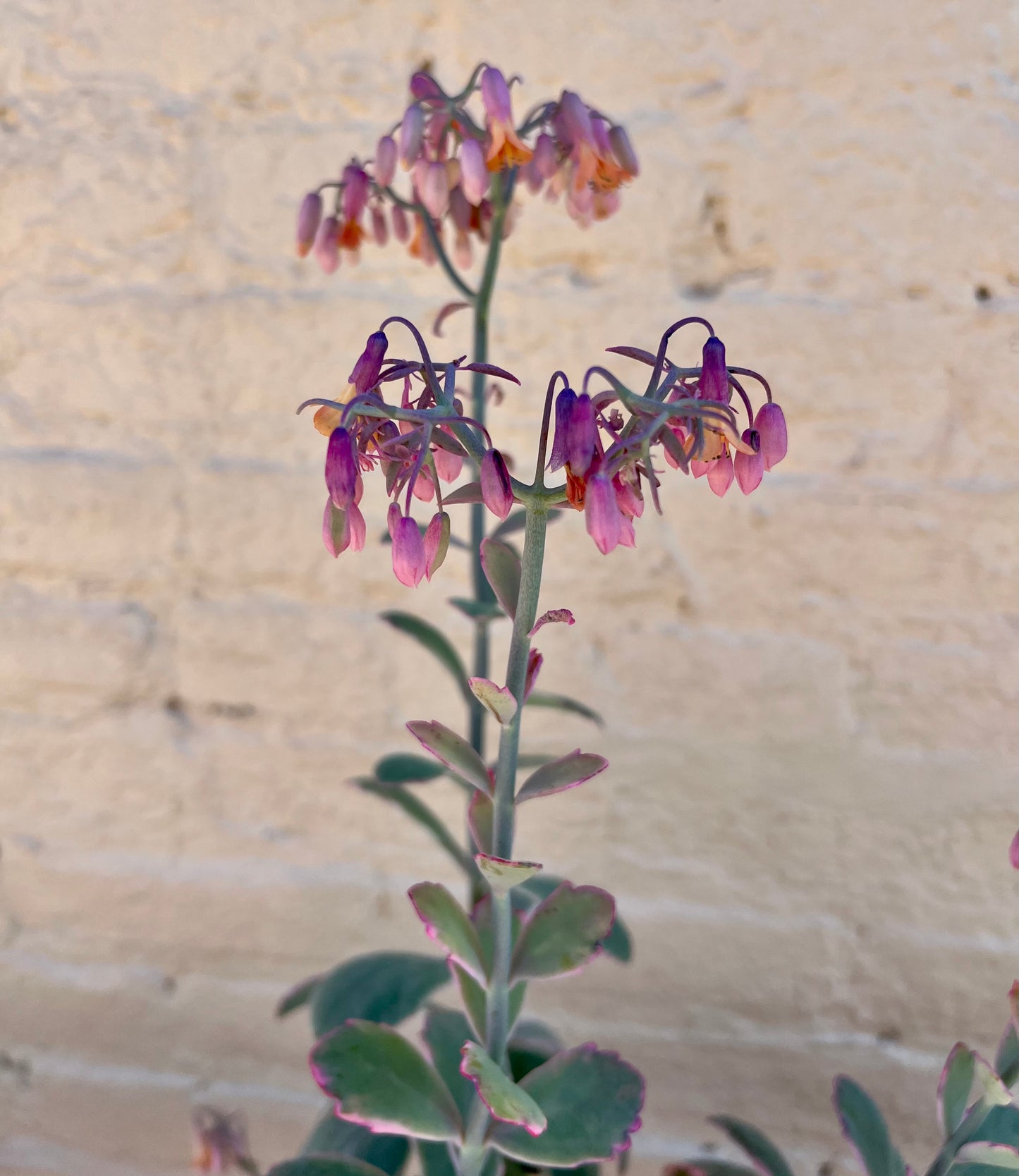 Kalanchoe fedtschenkoi