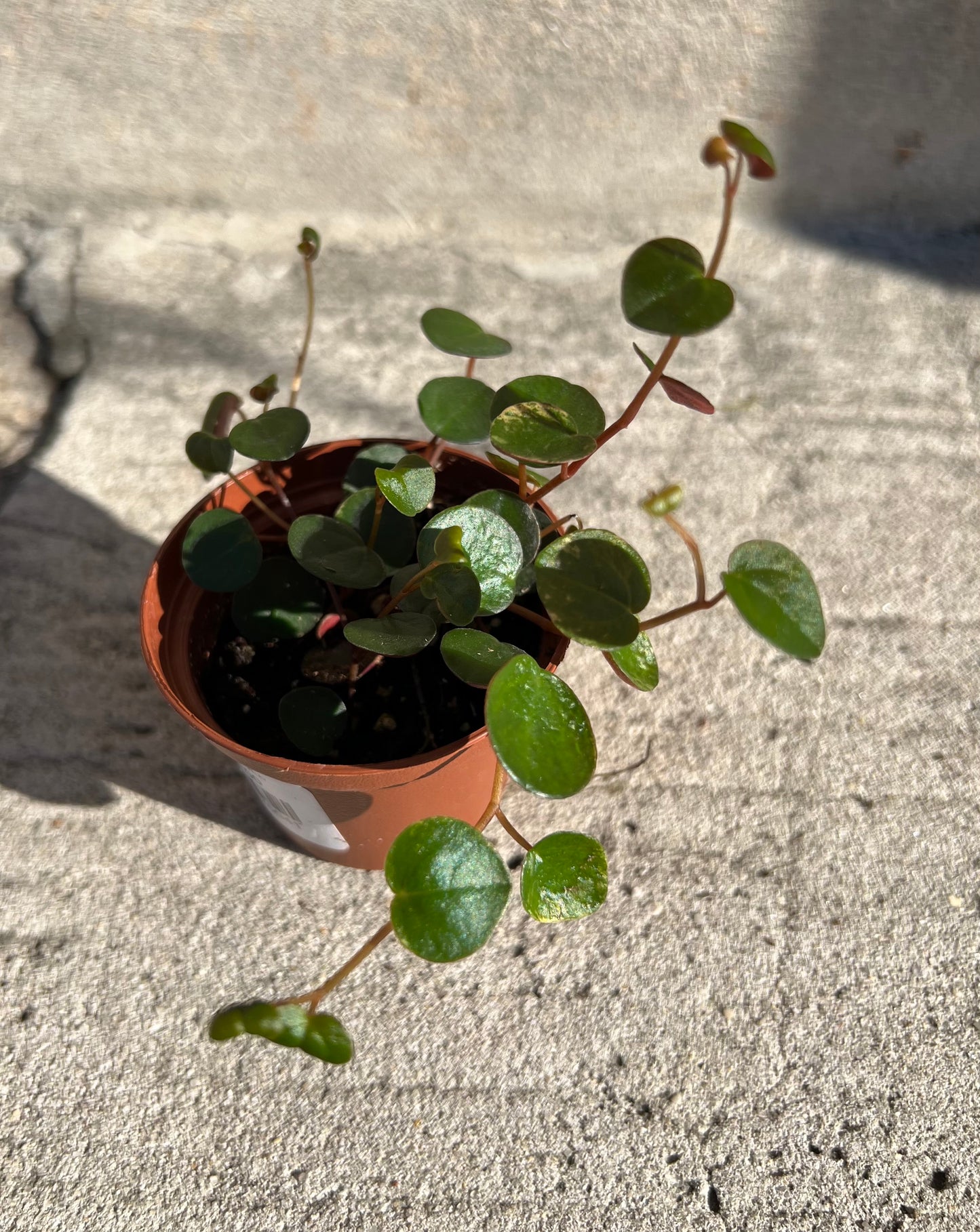 Peperomia 'Ruby Cascade'