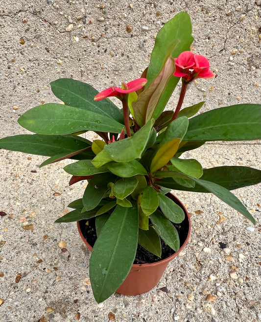 Euphorbia 'Crown of Thorns'