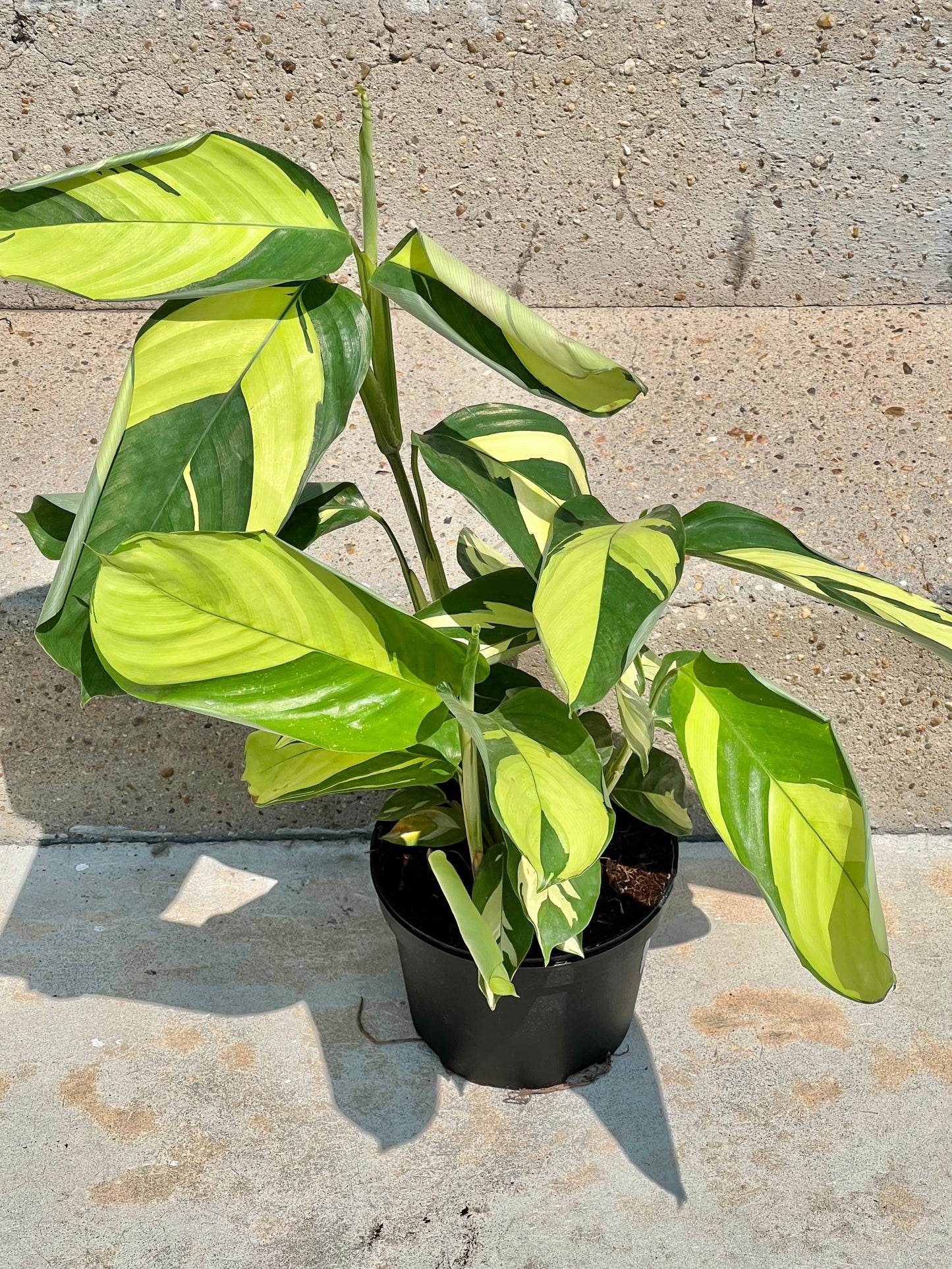 Ctenanthe lubbersiana 'Never Never Plant'