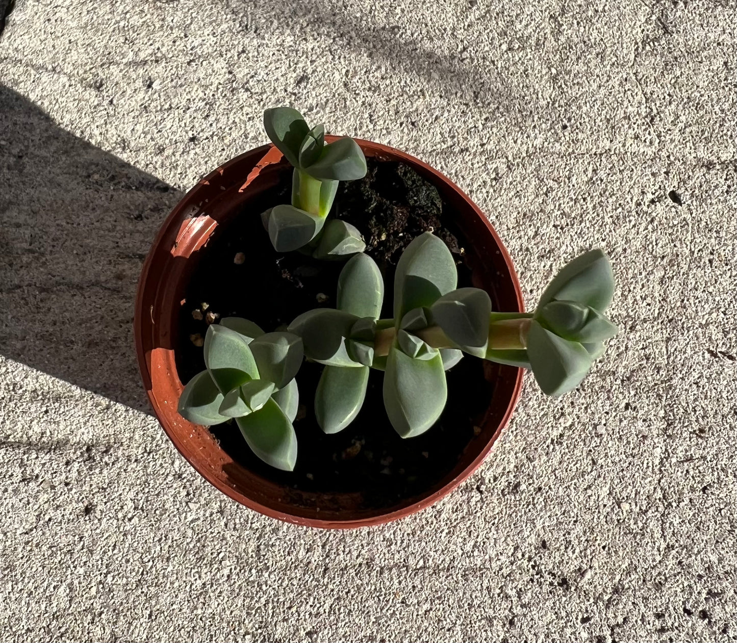 Delosperma lehmannii