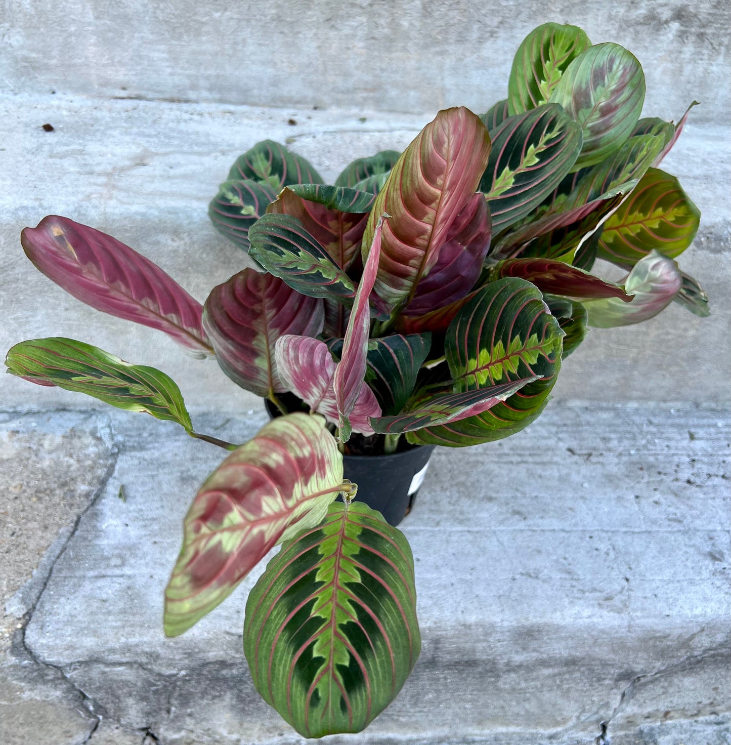 Maranta leuconeura var. erythroneura 'Red prayer plant'