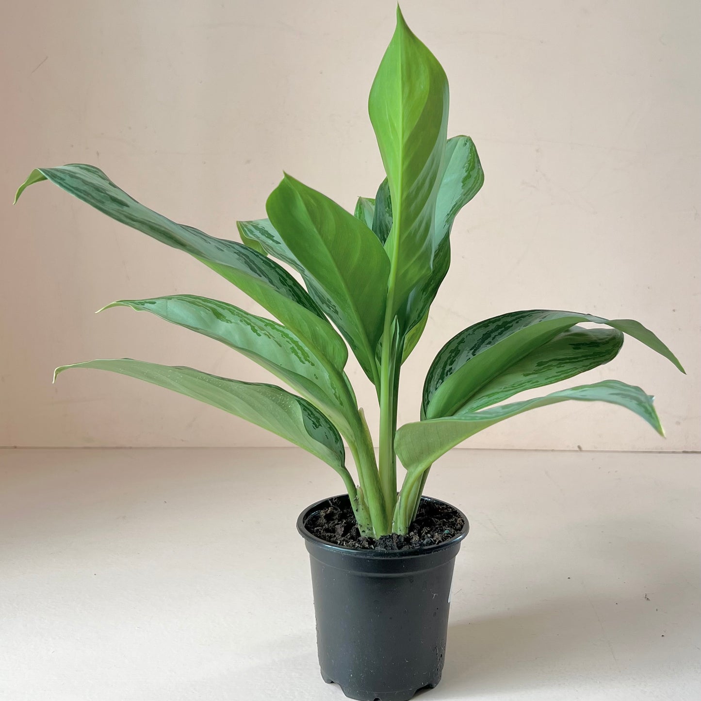 Aglaonema Silver Bay 'Chinese Evergreen'