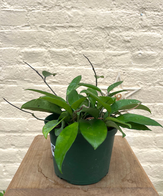 Hoya Jade Carnosa
