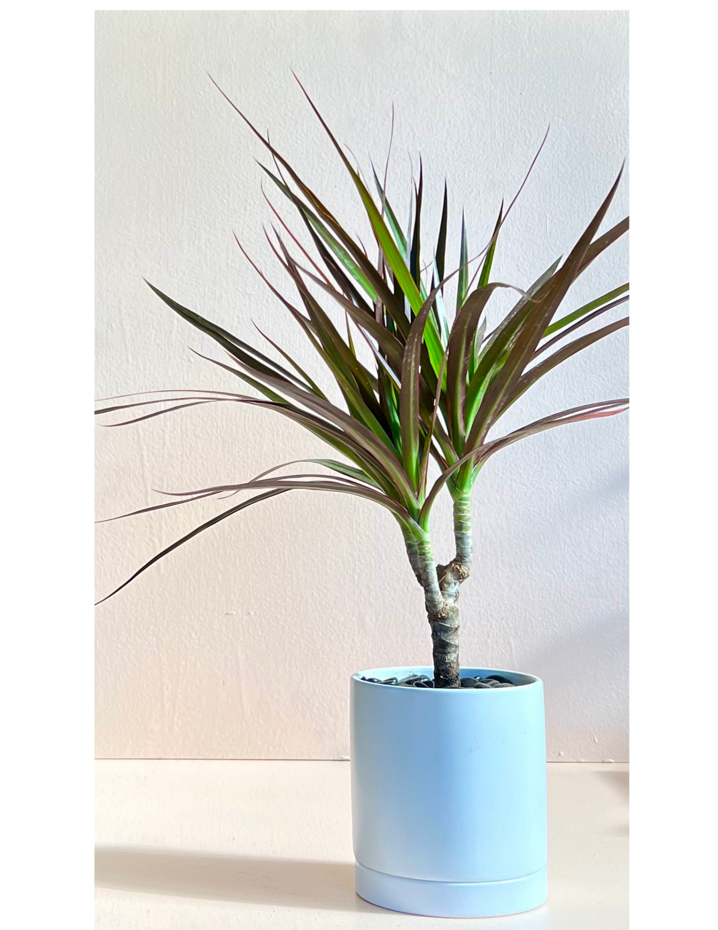 Potted Tropical In Ceramic