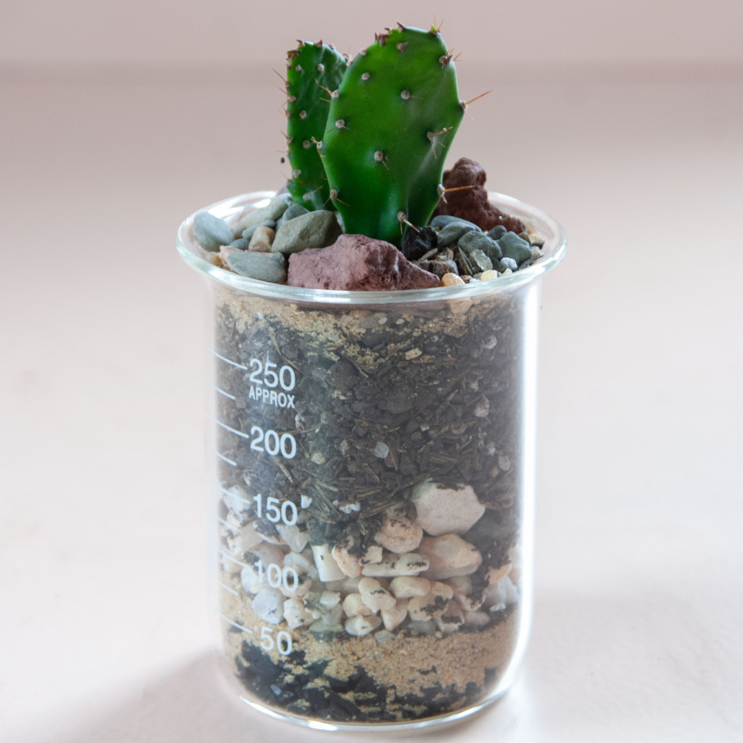 Cacti Beaker Terrarium