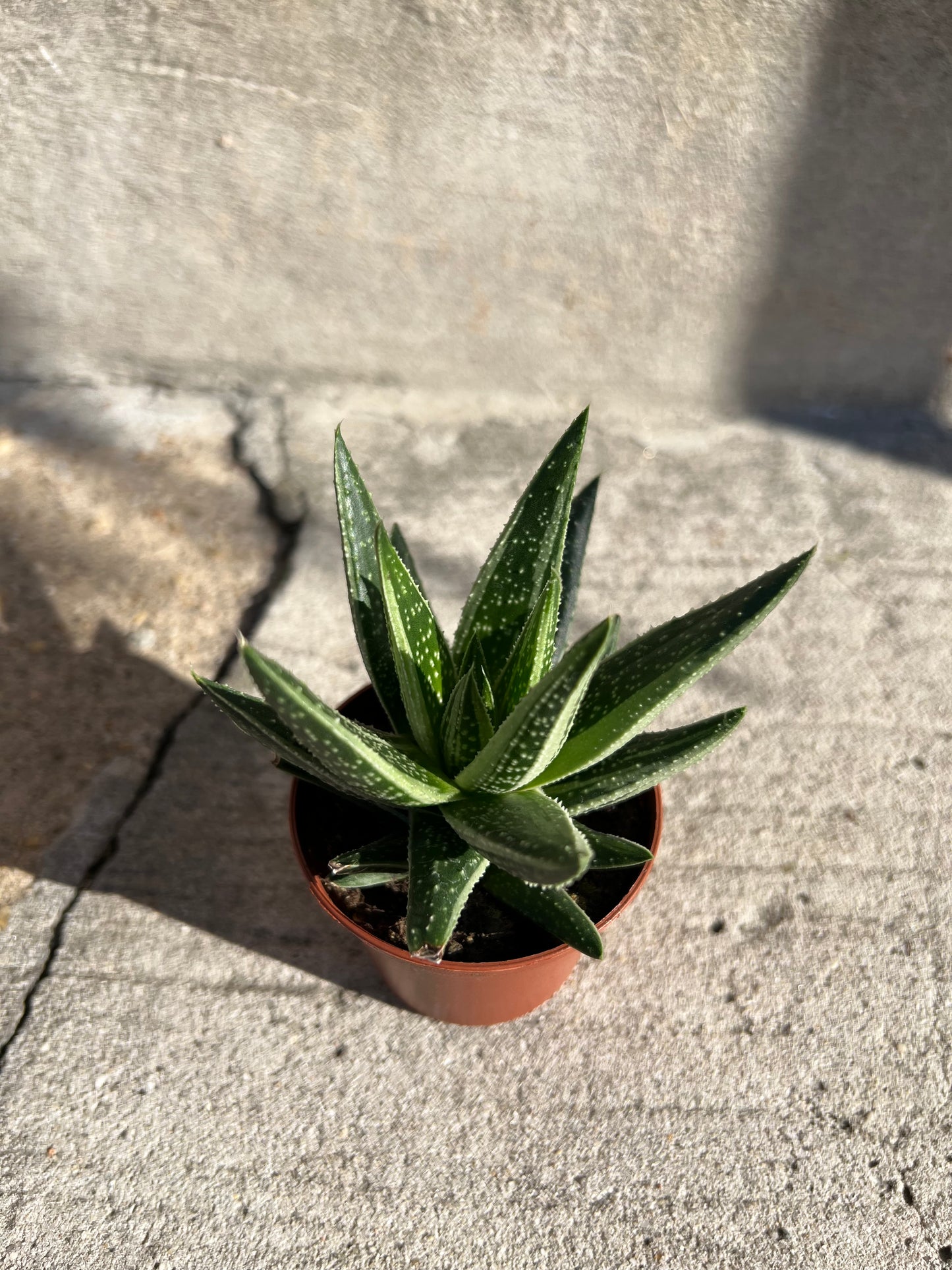 Gasteria Green Ice