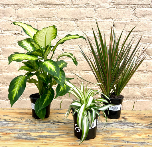 Rental Assorted Tabletop Tropicals