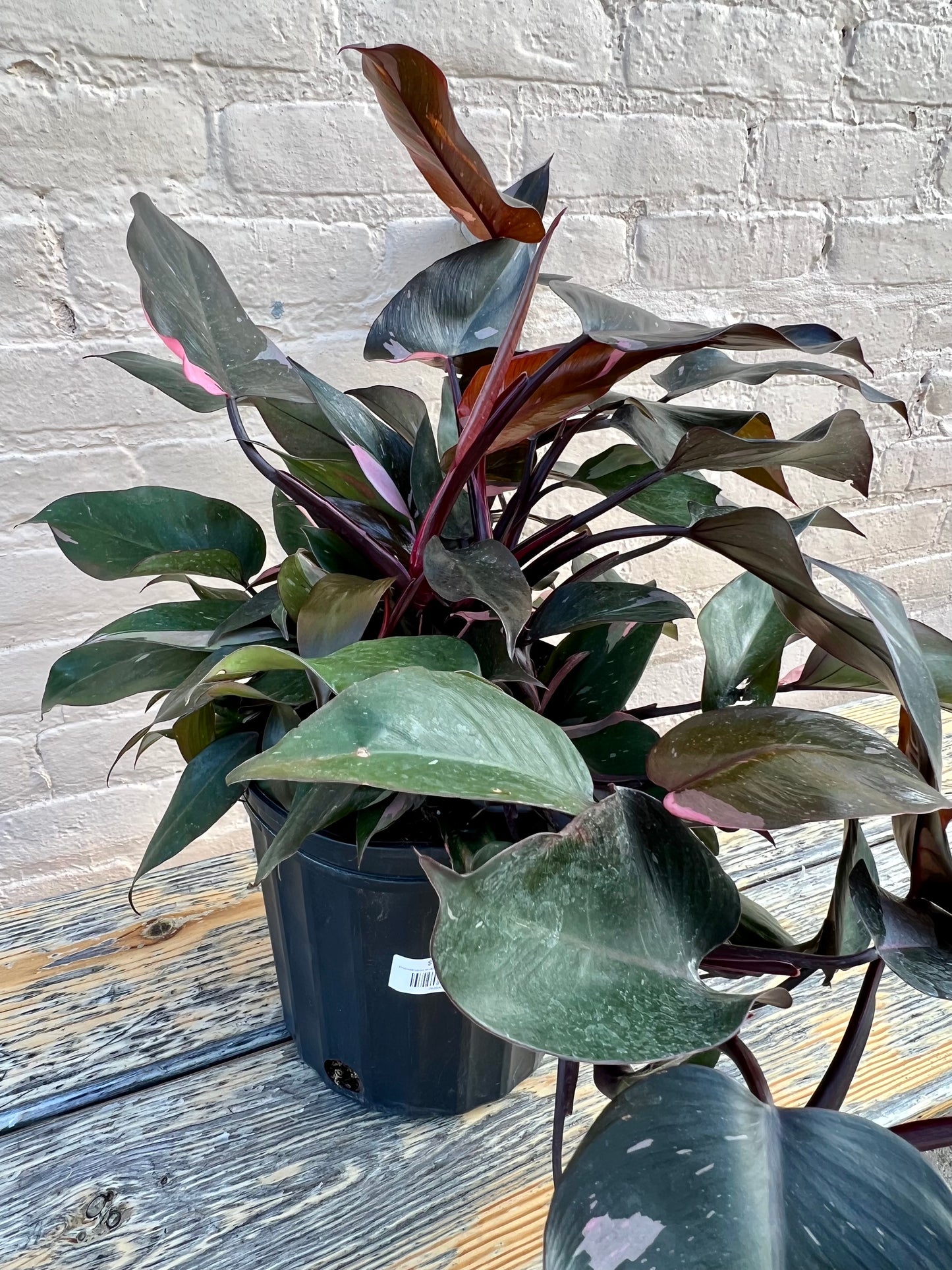 Philodendron erubescens 'Pink Princess'