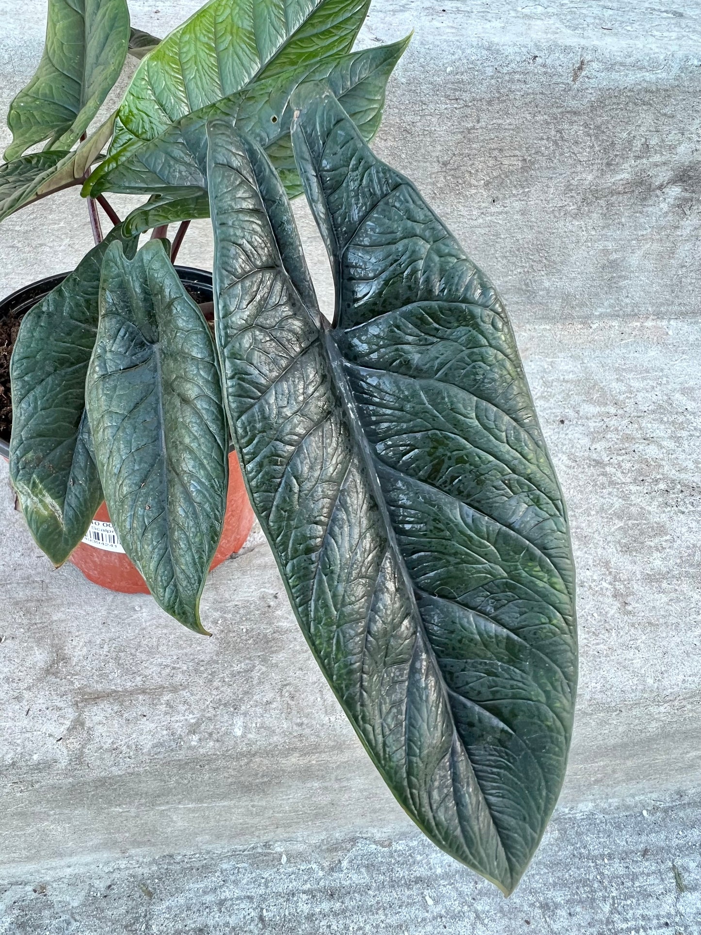 Alocasia Scalprum