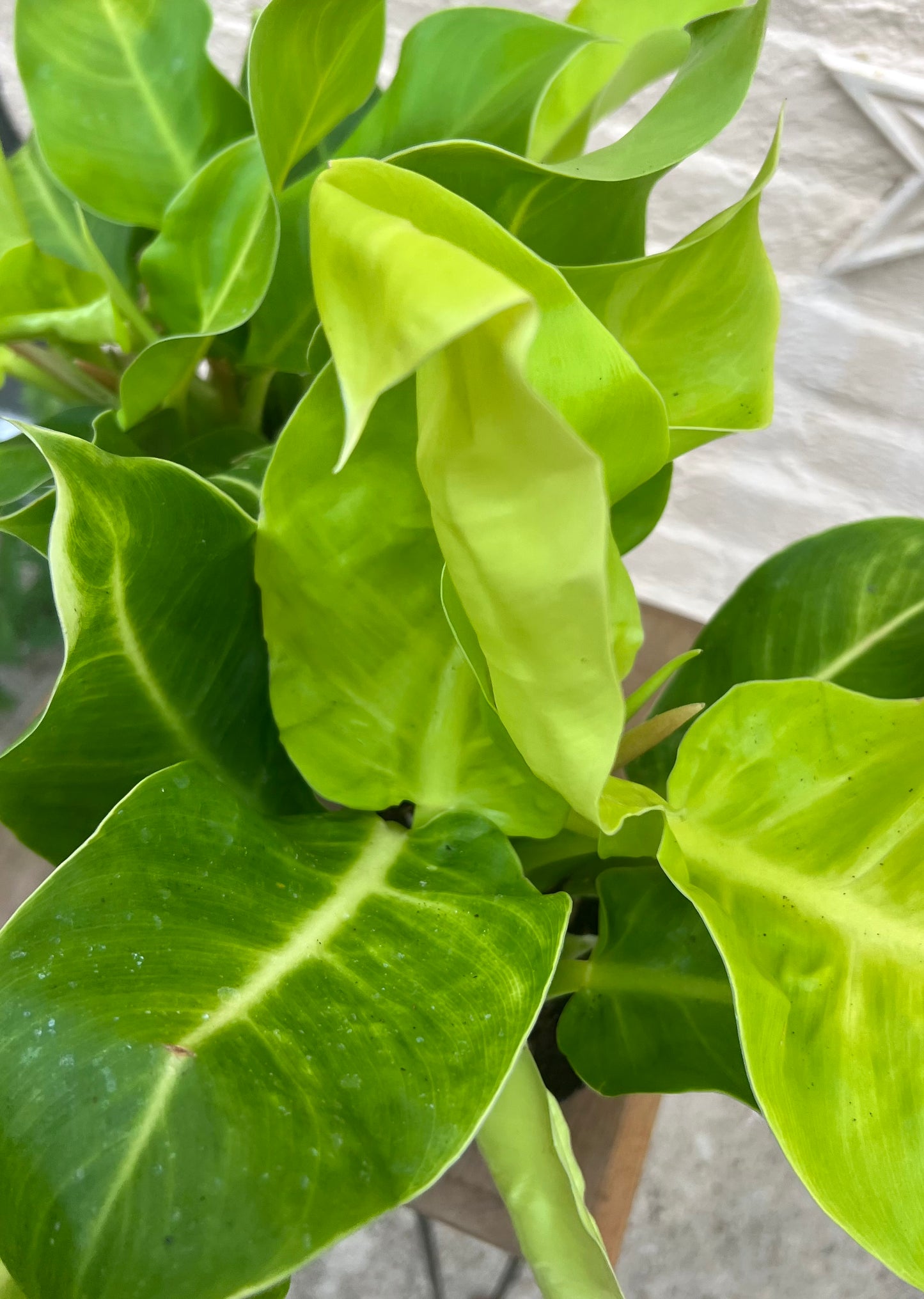 Philodendron Moonlight