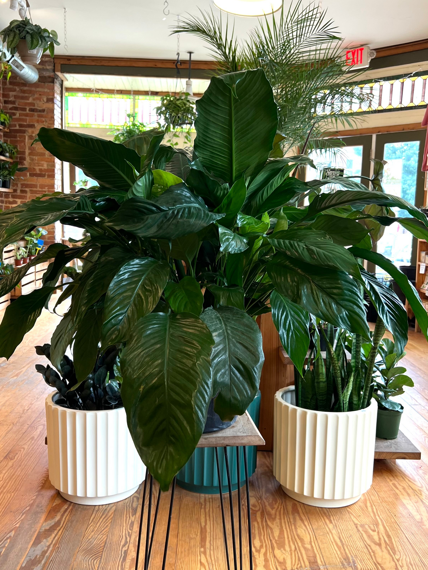 Spathiphyllum 'Peace Lily'