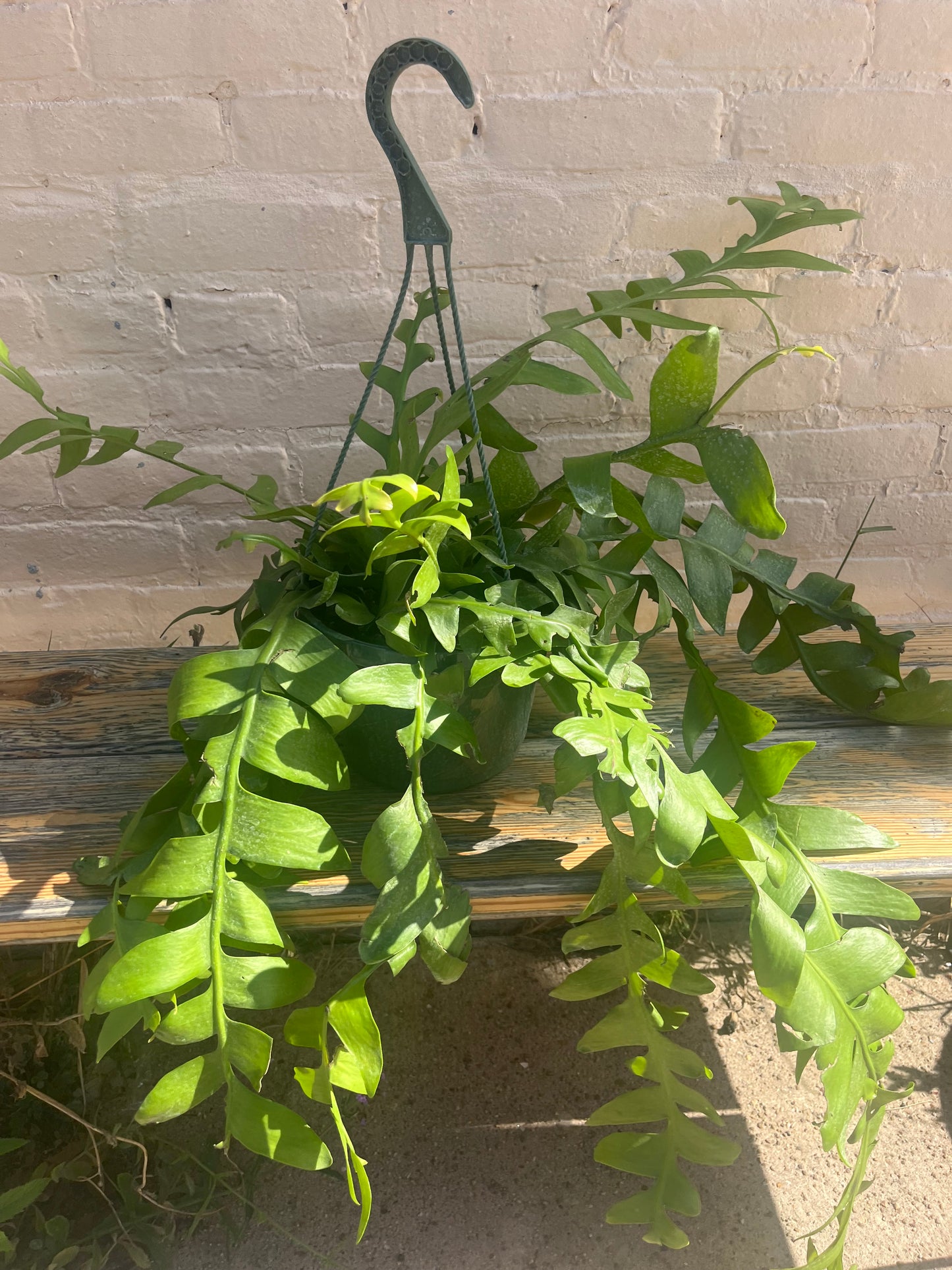 Selenicereus chrysocardium "Fern Leaf Cacti"