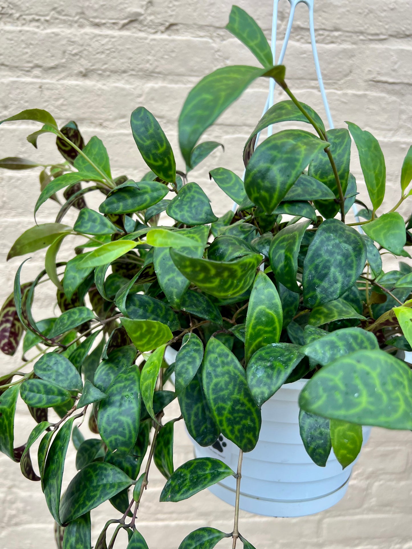 Aeschynanthus longicaulis 'Black Pagoda Lipstick Plant'