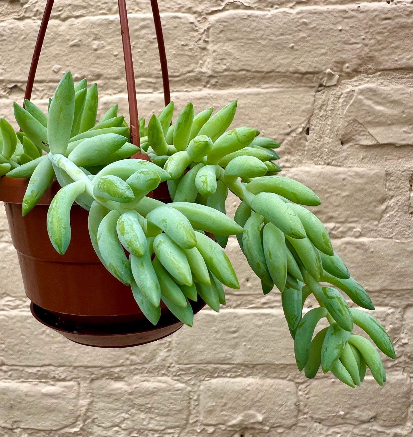 Burro's Tail Sedum morganianum