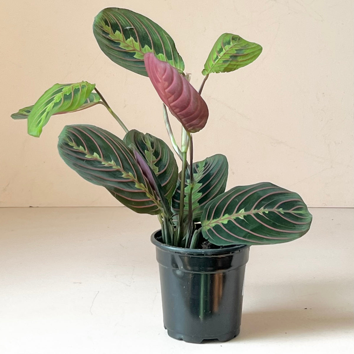 Maranta leuconeura var. erythroneura 'Red prayer plant'