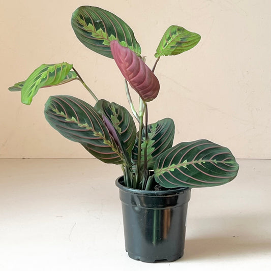 Maranta leuconeura var. erythroneura 'Red prayer plant'