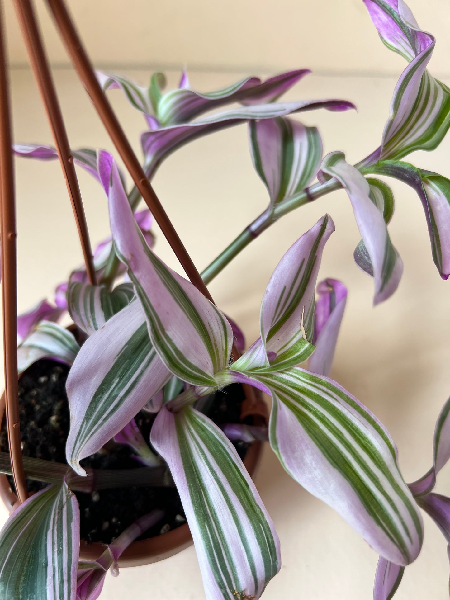 Tradescantia albiflora 'Nanouk'