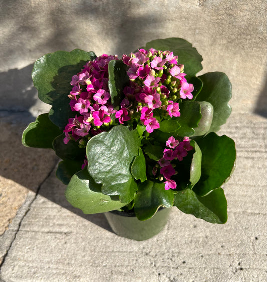 Kalanchoe